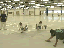 Vinyl Tile 